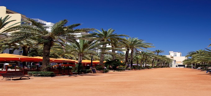 palm lined street.jpg