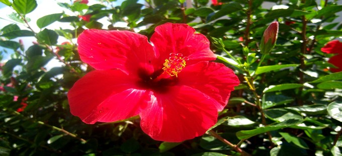 Flower.jpg